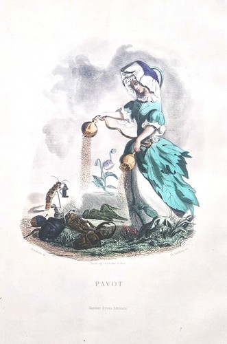 Gravure originale pavot - le,