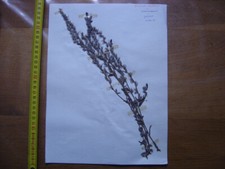 Annees 50 PLANCHE d'HERBIER du Gard Herbarium Planche Naturelle 19