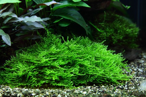 Plante aquarium vitro 1 - vitro,