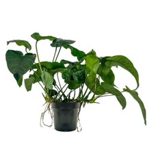 Mutterpflanze Aquarium Plante