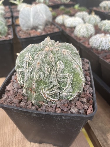 Astrophytum myriostigma - astrophytum, cv