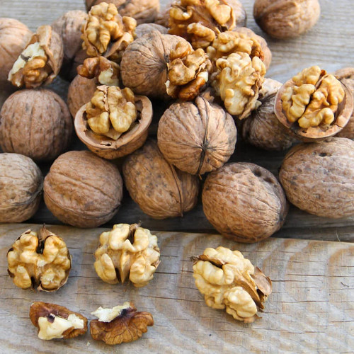 Juglans regia lara - regia, noyer