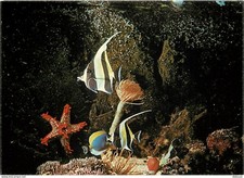 Animals - Fish - Aquarium de La Rochelle - Zanclus - Spirograph - Star Pe