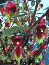 IMPATIENS HIANS   BEC DE