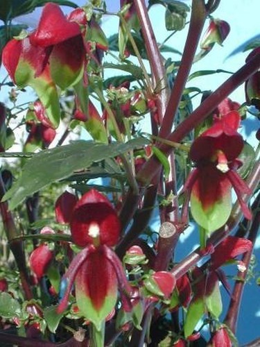 Impatiens hians bec de - hians,