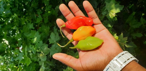 Rare piment vegetarien bio - rare,