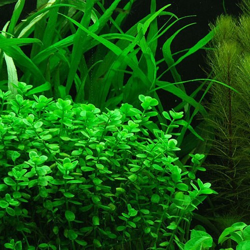 Lysimachia nummularia verte