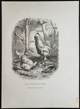 1862 - Coq et Poules Poule Soie Nègre - Gravure ancienne - Zoologie