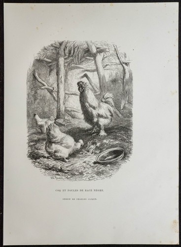 1862 coq poules poule - coq, et
