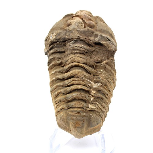 Trilobite brut maroc - du, 120gr