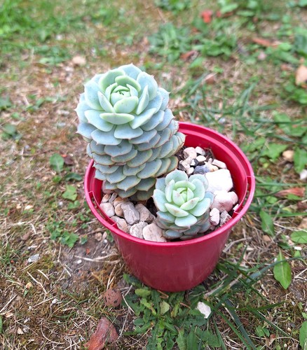 Echeveria captain hay - echeveria,