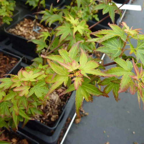 Acer palmatum koto - acer,