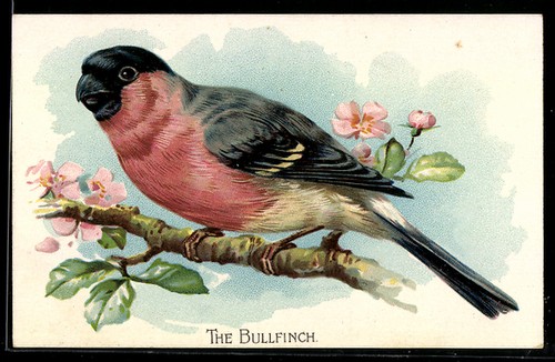 Carte postale chardonneret