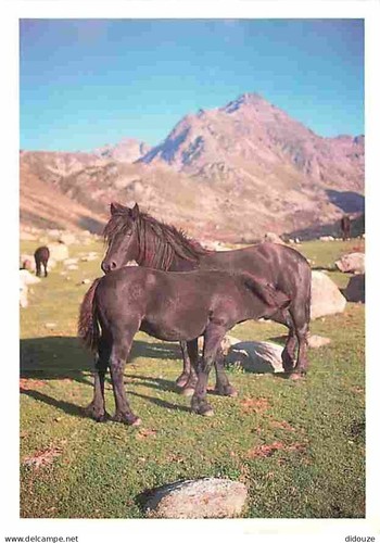 Carte postale animaux - carte,