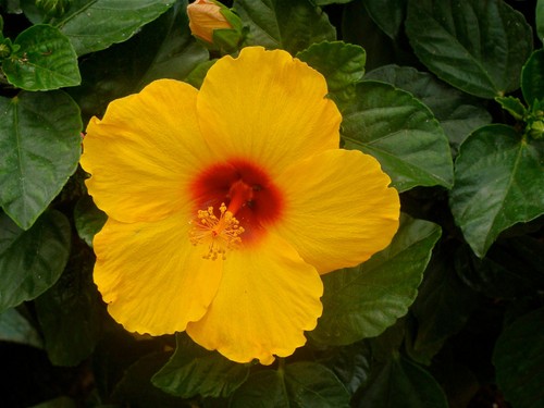 Hibiscus syriacus jaune 20 - jaune,,