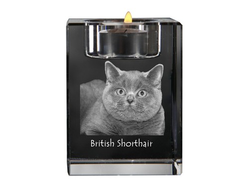 British shorthair bougeoir - british, en