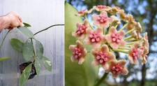 Hoya diversifolia
