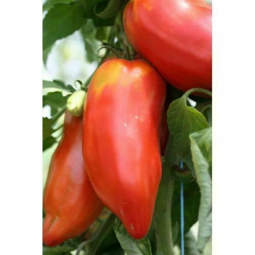 Andina cornue tomate 50 - tomate,,