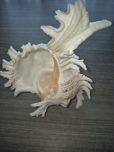 Coquillage murex ramosus - coquillage,
