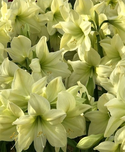 One amaryllis bulb lemon - one,