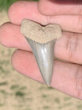 Carcharodon hastalis Extinct