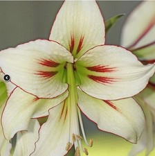 Blue Buddha Farm: Amaryllis 'Dragonfly' Bulb - Ethereal Pastel Blooms
