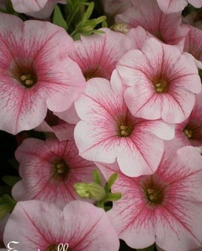 Surfinia pétunia rose - ♫,