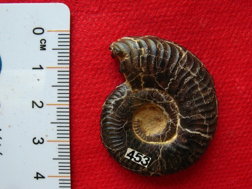Ammonite toarcien - ammonite,