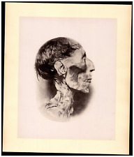 Emil Brugsch, Profile of the Mummy of Pharaoh Ramesses II, Egypt Albumen Print