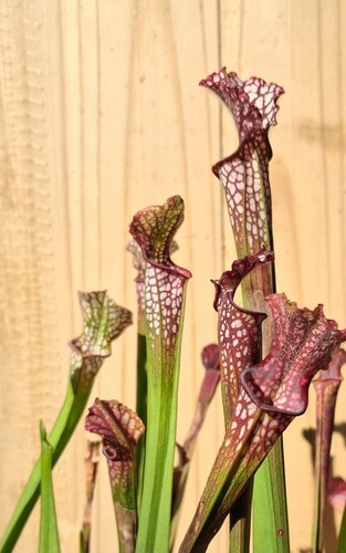 Sarracenia l burgundi - , x