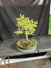 Seed Grown 12 Year-Old Japanese Larch Pre-Bonsai