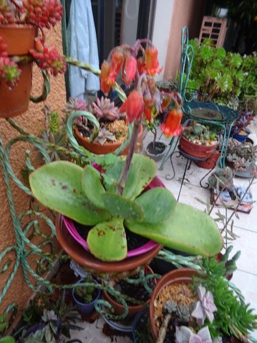 Plante grasse floraison - grasse, en