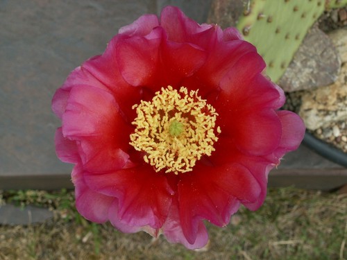 Opuntia aurea red - aurea, canyon'