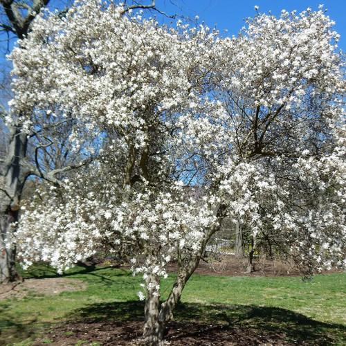 Magnolia stellata - -,