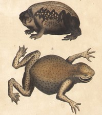 1850 Gravure batraciens