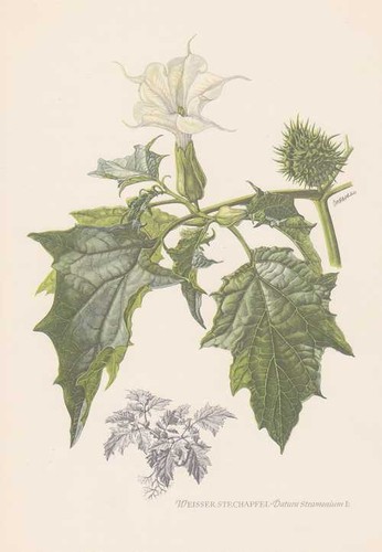 Datura stromonium farbtafel - stromonium, de