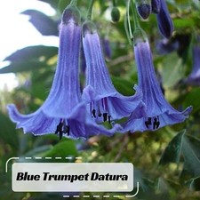 25+ Blue Trumpet Seeds-Perennial- Authentic Seeds-Self-Pollinating - Herb Seeds