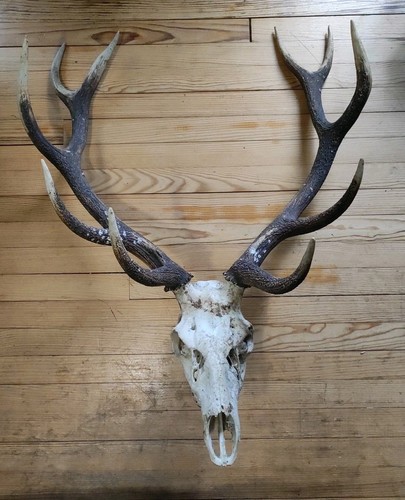 Massacre cerf - massacre,