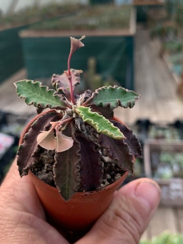 Euphorbia decaryi hybride rare