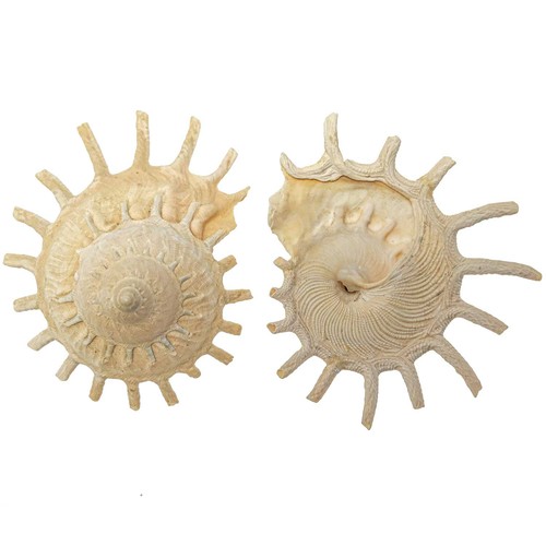 Coquillages stellaria solaris
