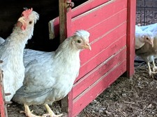 Hatching Eggs! Ayam Cemani &