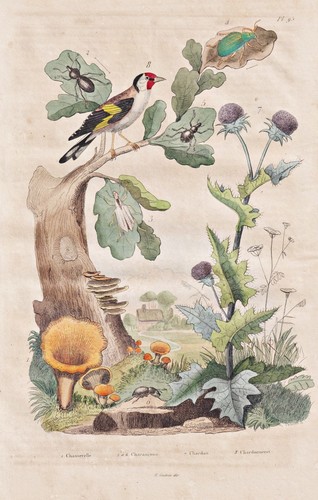 Chardonneret champignons - chardonneret,
