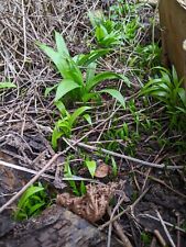 5 Bulbes d'ail des ours en