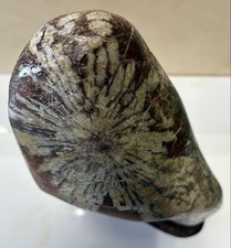 Suiseki Viewing Stone Chrysanthemum Bonseki Bonsai Japanese Garden Zen Daiza 6.1