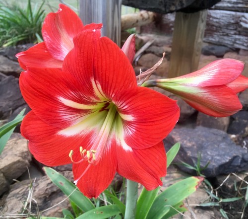 Bulbs hardy amaryllis - hardy,