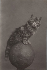 Chaton, Tirage vintage