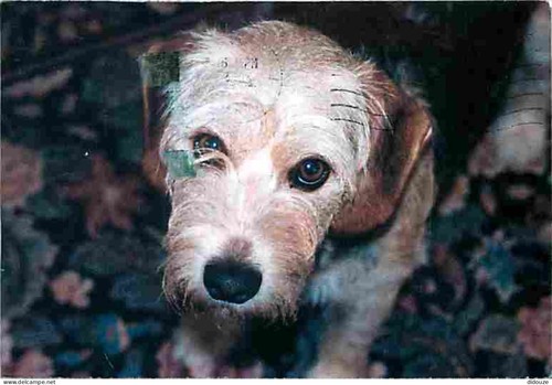 Carte postale animaux - -,
