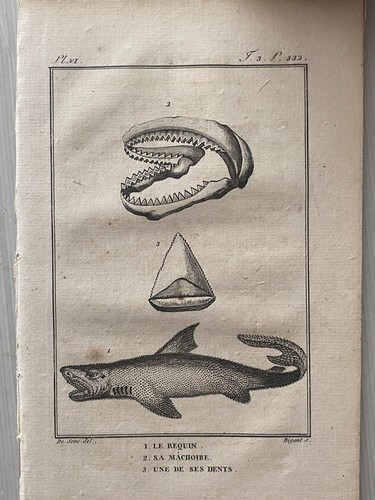 Gravure des poissons par - gravure,