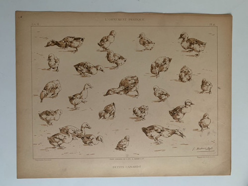Habert dys planche - j.habert-dys,
