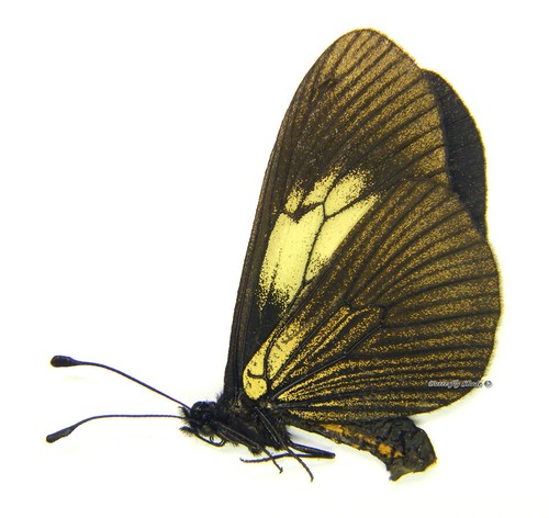 Unmounted